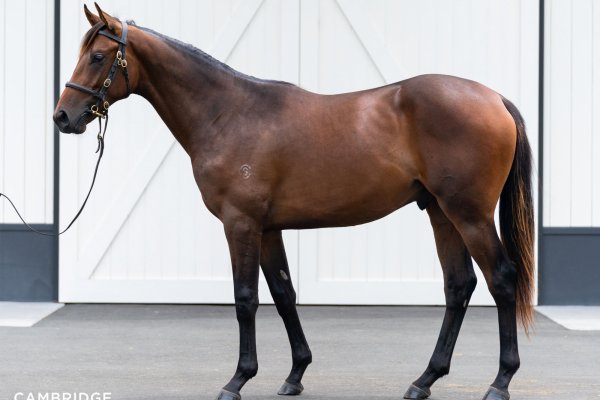 Strong start to Premier Sale