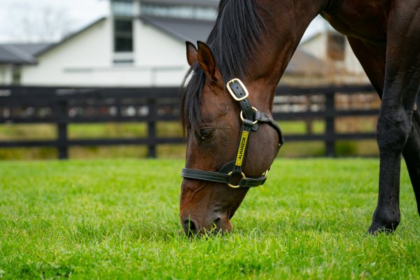 Another G1 Performer for Almanzor