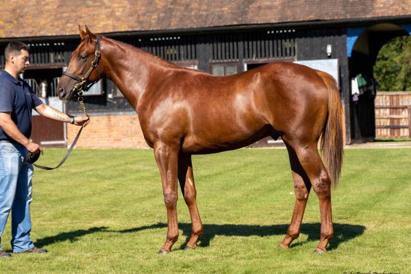 Almanzor colt lights up ring