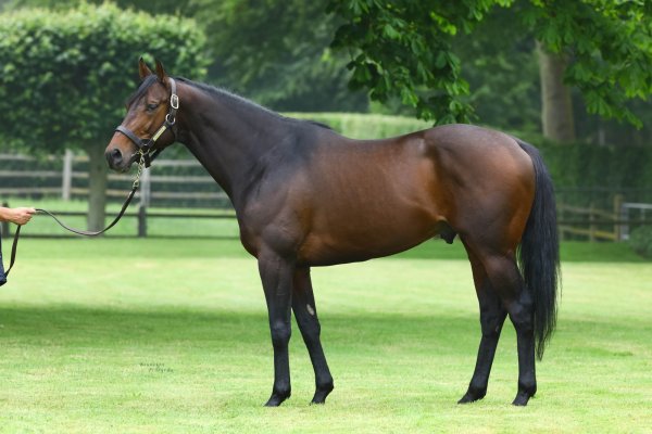 European Champion Almanzor to Cambridge Stud