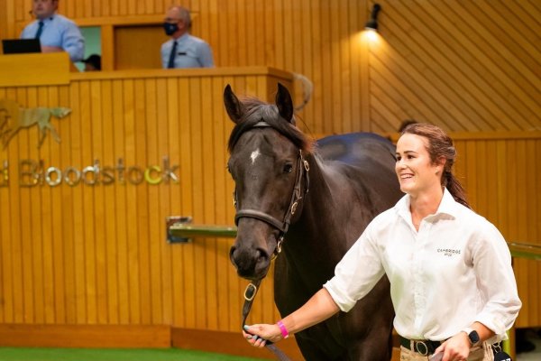 Almanzor’s hot sale ring run continues