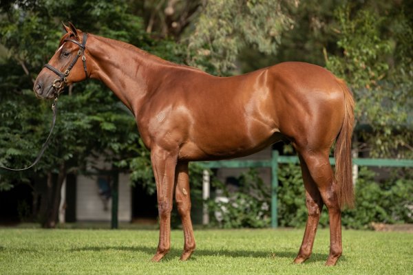 Almanzor dominant first-season force again at Melbourne Premier