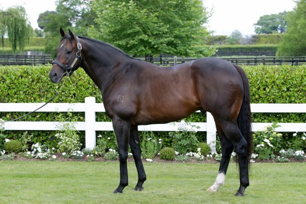 Burgundy extends lead on NZ 2nd Season Sire Table