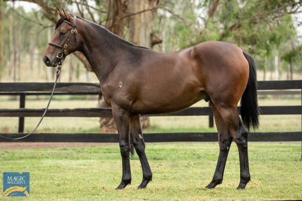 Almanzor colt makes a statement