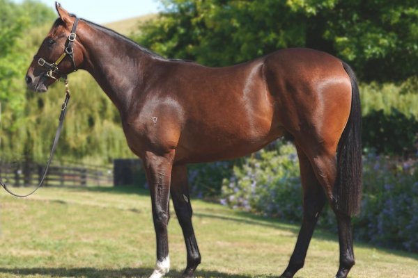 Tavistock colt too good on debut