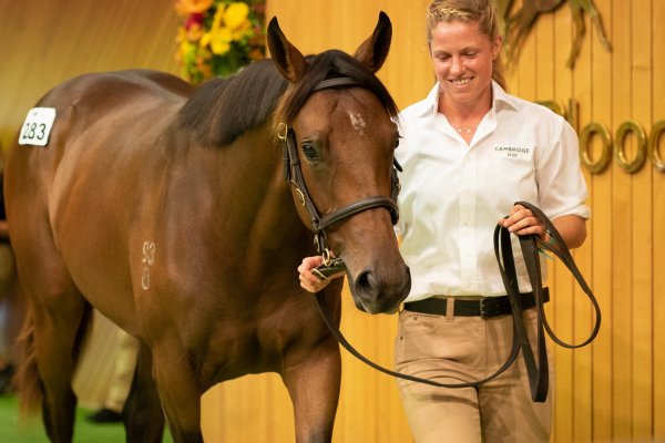 Savabeel filly hits the mark at Karaka