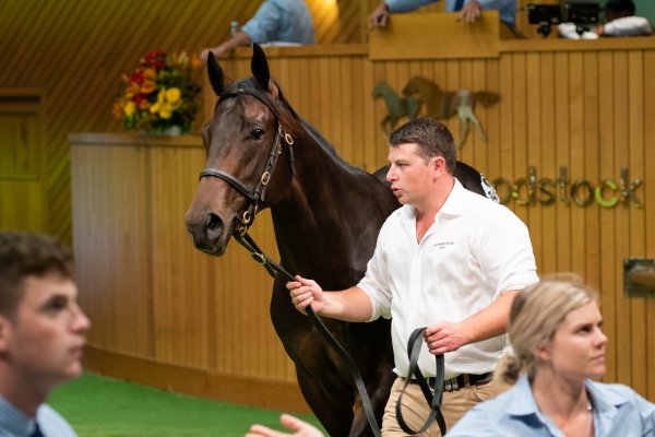 Bester secures stallion prospect for Coolmore