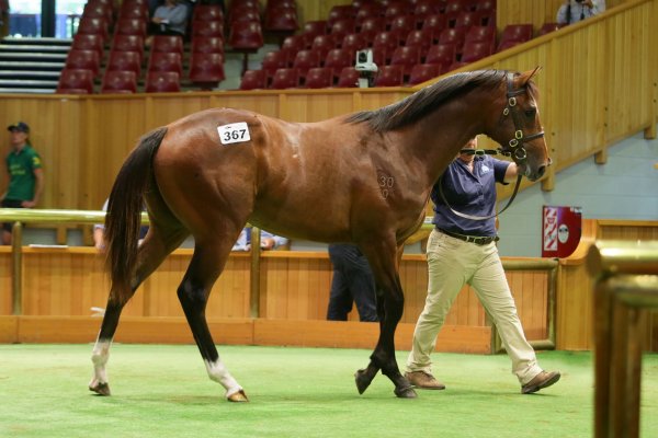 Tavistock colt top lot on day two