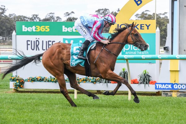 Stud graduate makes flying start at Bendigo