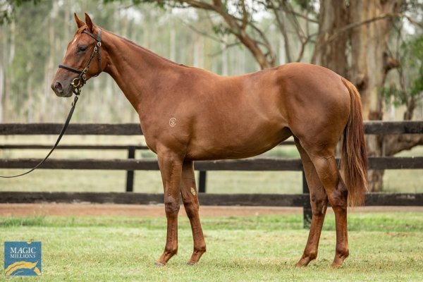 Buyers digging deep for Almanzor’s first-crop