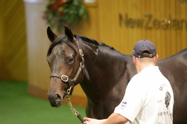 Almanzor proving popular at Karaka