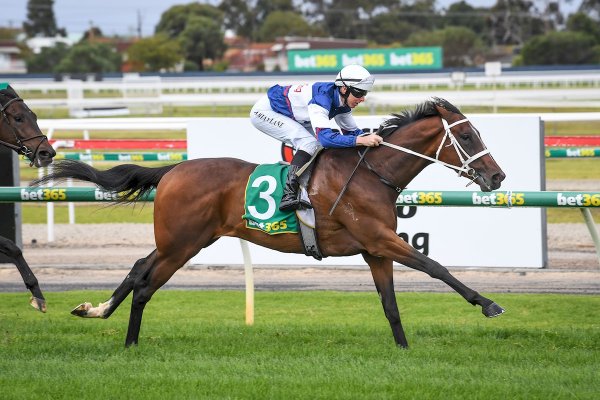 Lion roars at Geelong