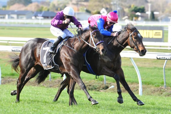 Burgundy 2YOs Stage Impressive Awapuni Display