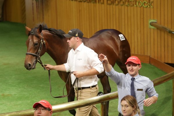 Harvey lands prize Savabeel colt