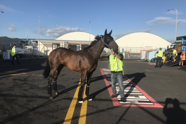 Probabeel Flying to Sydney Tonight