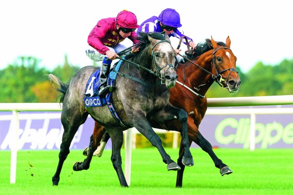 World Champion 3YO Roaring Lion to Stand at Cambridge Stud