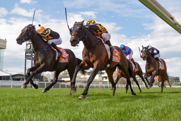 Probabeel headlines stellar day on both sides of Tasman