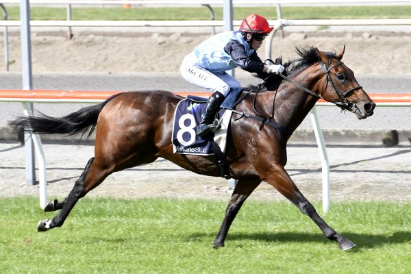 Tavistock Filly Impresses at Matamata