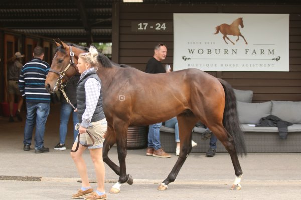 Tavistock ever popular at Karaka