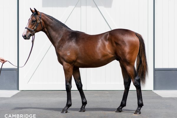 Tavistock 3YO on Derby path