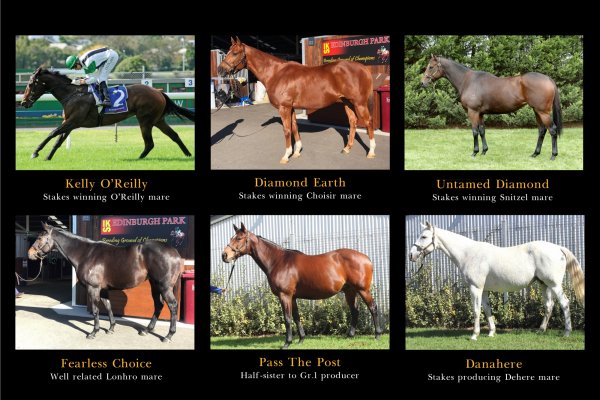 Cambridge Stud Broodmare Band Adds Six Mares