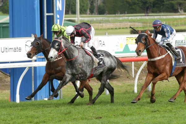 Tavistock Gelding defies his pursuers in Kiwifruit Cup