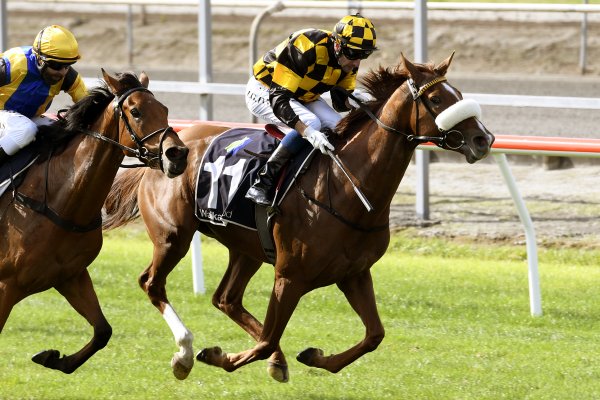 Vera Drake Wins at Second New Zealand Start.