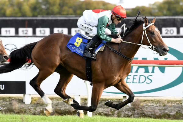 William Scott Breaks Maidens at Te Rapa